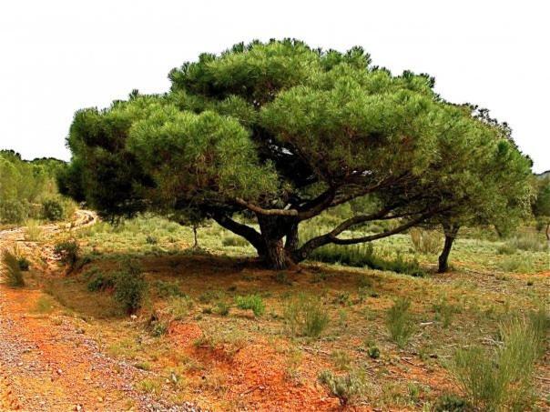 Casa Rural Parajes Del Jucar Casas de Benitez ภายนอก รูปภาพ